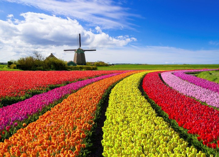 Dutch tulip field with windmill