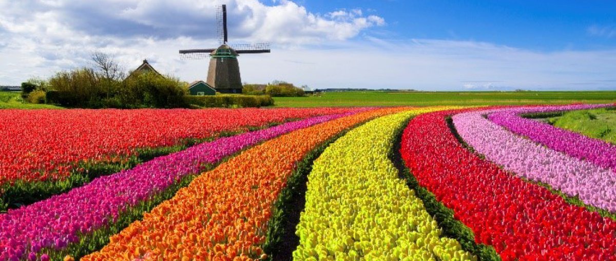 Dutch tulip field with windmill