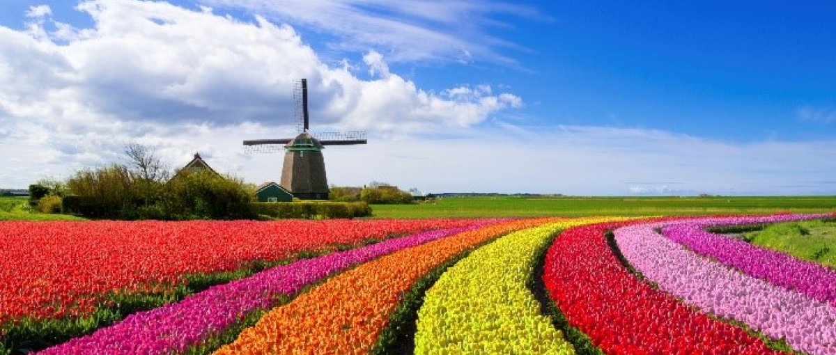 tulip_field_and_windmill.