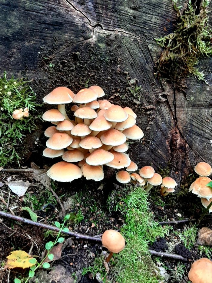 mushrooms_on_tree